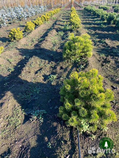 Сосна горная 1,25 м и др