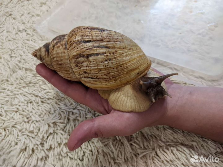 Улитки ахатины