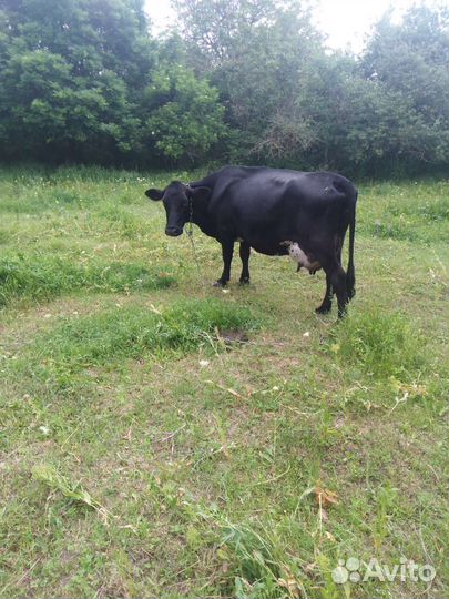 Корова высокоудойная
