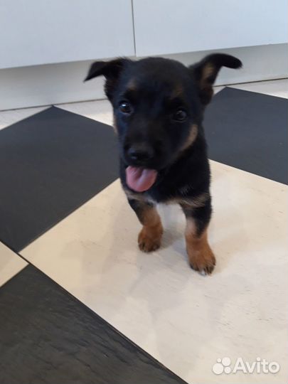 Щенки бесплатно