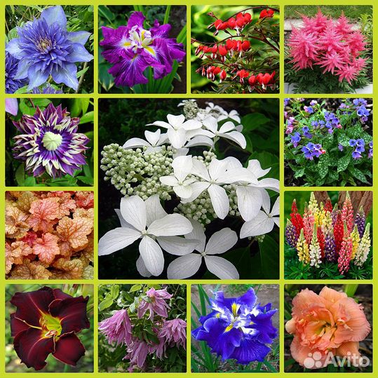 Чеснок на посадку Алексеевский гигант и Рокамболь