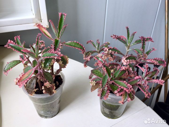 Суккуленты, каланхоэ, опунция, молочай кактус