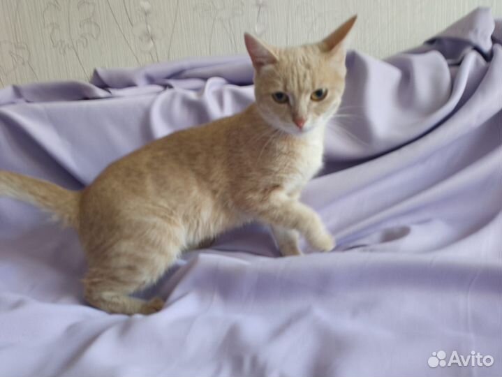 Кошка