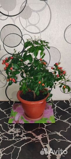 Мур Айя(дерево императоров) ягоды лечебные