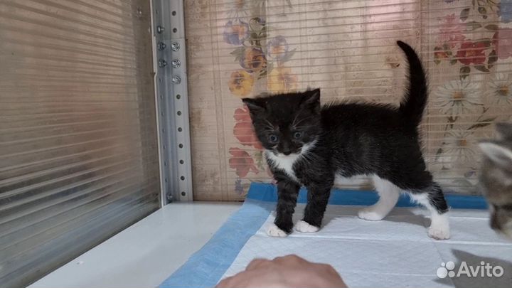 Кошка, котик, котёнок