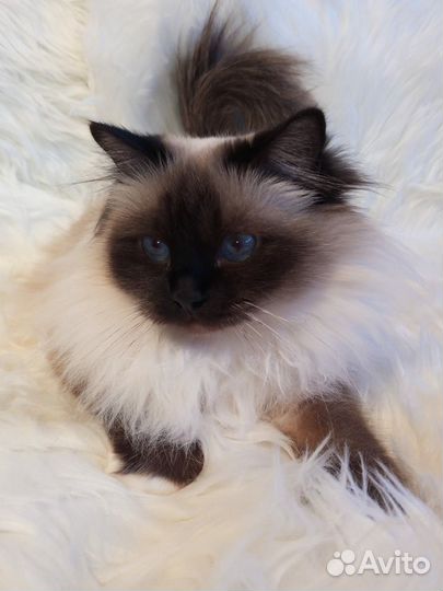 Священная бирма-девочка