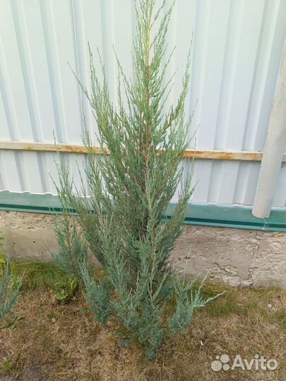 Можжевельник блю эрроу