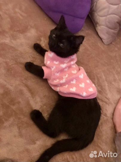 Одежда для маленькой кошки или собачки