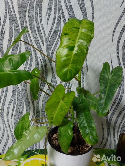 Филодендрон биллитау мраморный