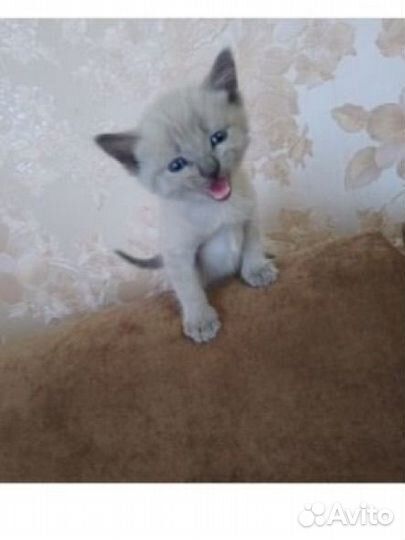 Котенок мальчик 1мес доставка