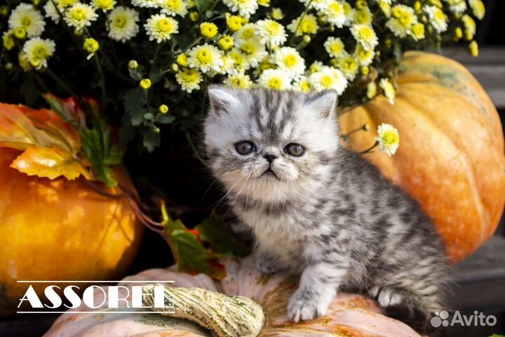 Экзотическая