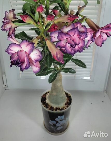 Адениум на заказ, в наличии нет