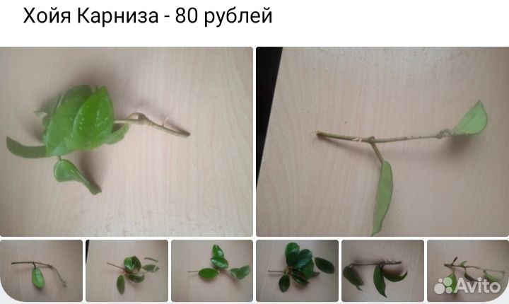 Домашние цветы