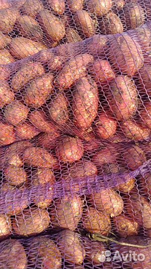 Картофель на зиму