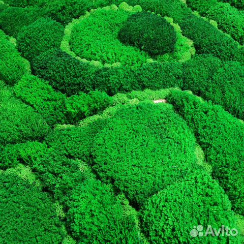 Мох стабилизированный