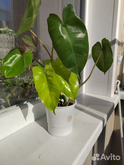 Филодендрон Бурле Макс