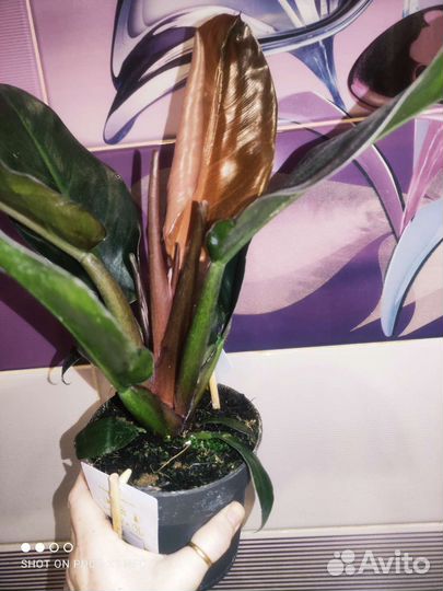 Филодендрон imperial ред