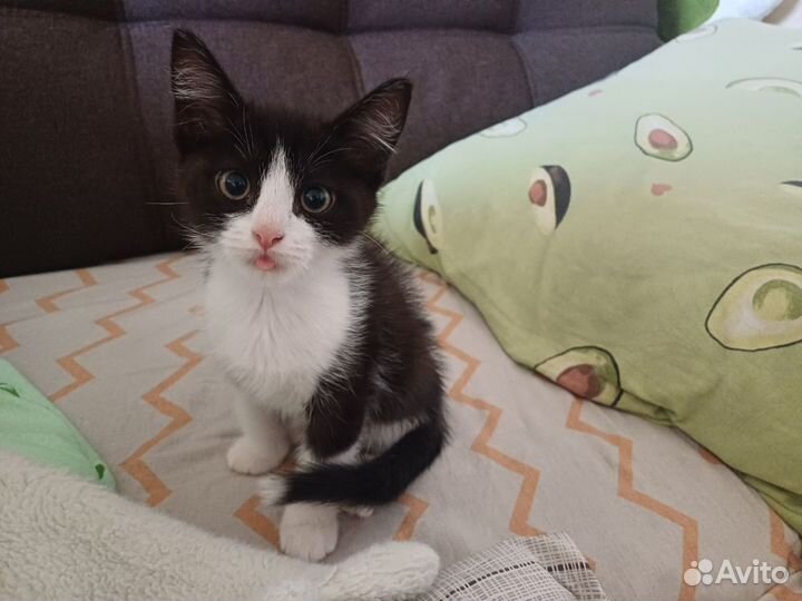 Кошка 2 месяца