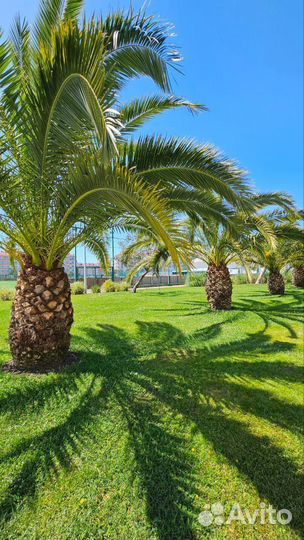 Горящие туры в Сочи