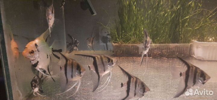 Аквариумные рыбки. Корма для рыбок