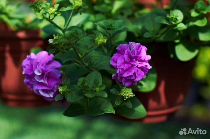 Рассада цветов и овощей