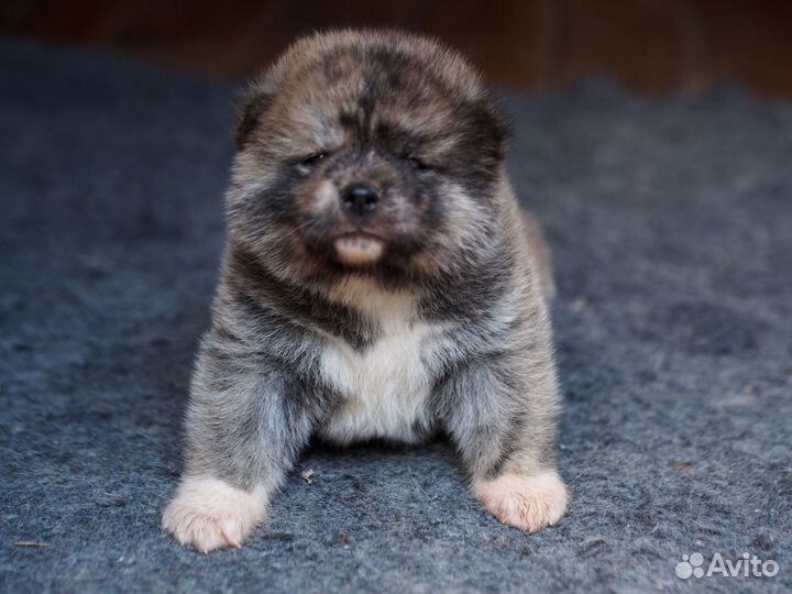 Акита ину щенки для Вас