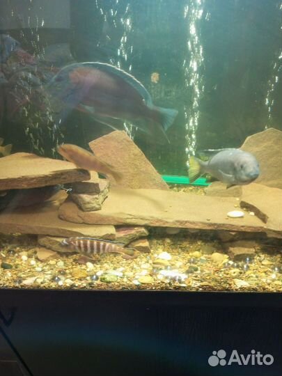 Аквариум