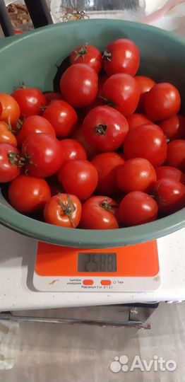 Помидоры