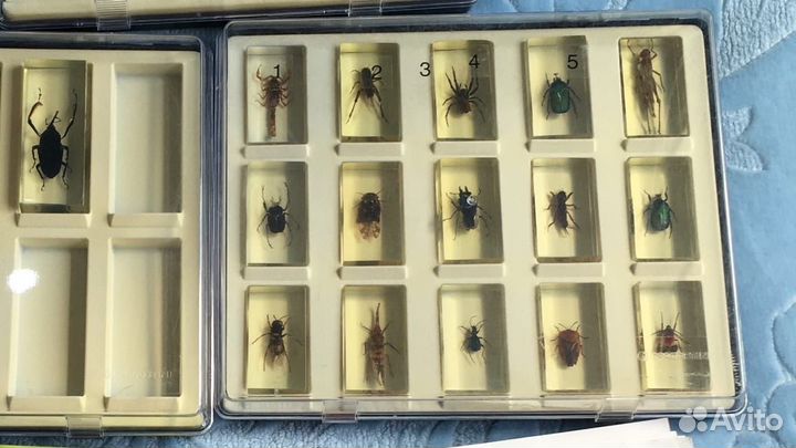 Журналы и резервуары Насекомые и их Знакомые