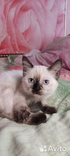 Котенок девочка с голубыми глазами