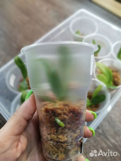 Орхидея фаленопсис