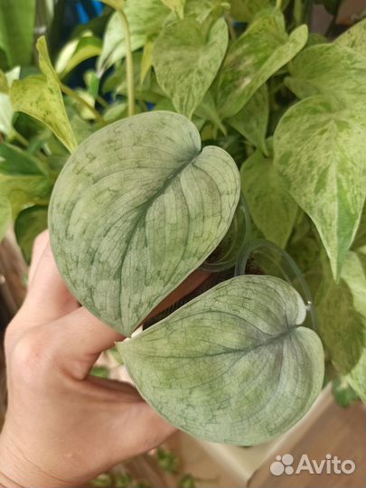 Сциндапсусы