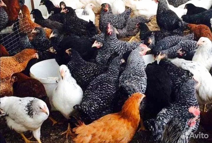 Куры молодки от нас - яйца у вас