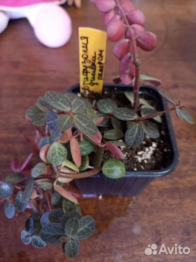 Ампельные комнатные