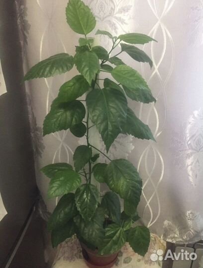 Гибискус китайская роза