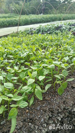 Рассада овощей