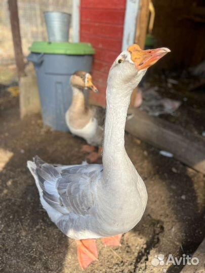 Семья гусей