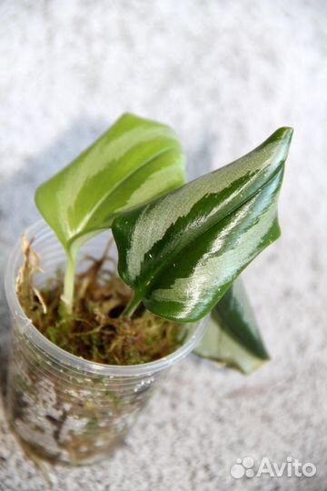 Растения 13 сортов, можно для флорариума