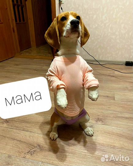Бигли детки