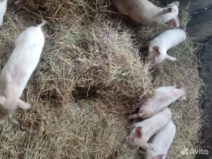 Поросята бронь