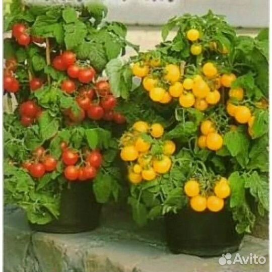 Помидоры черри рассада