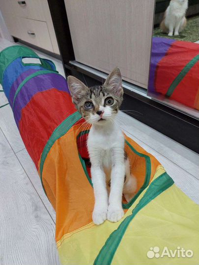Маленькая кошечка в добрые ручки