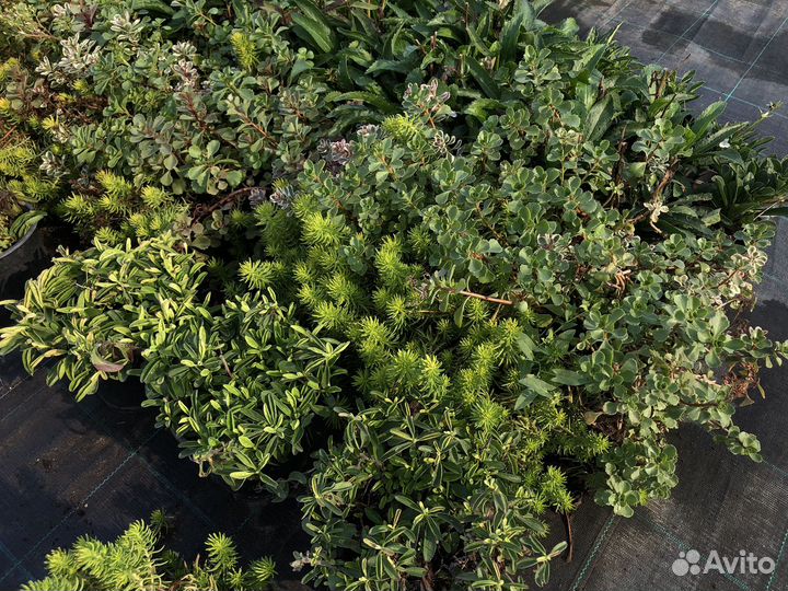 Хвойные и декоративные растения