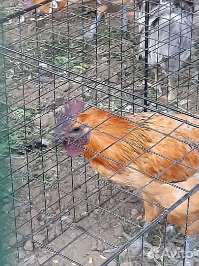 Петухи Лакеданзи