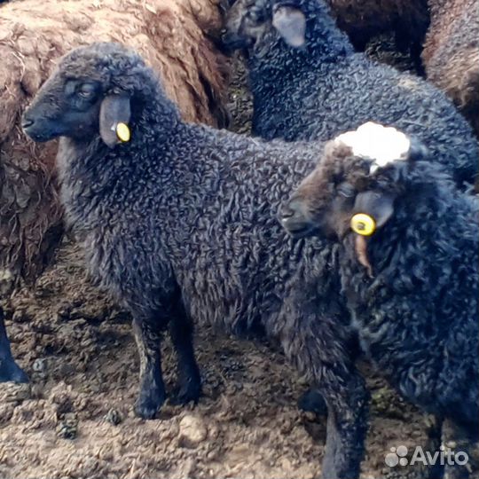 Бараны и овцы на продажу