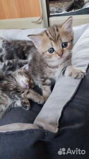 Продаются шотладские мраморные котята