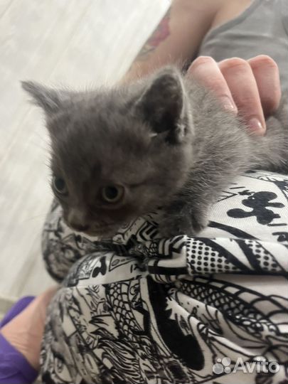 Котенок мальчик