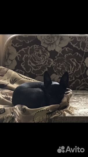 Вязка той-терьер