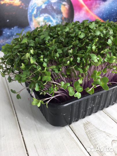 Микрозелень