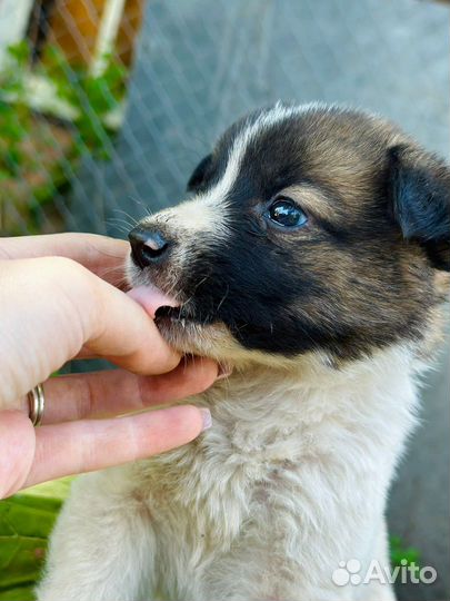 Щенок мальчик